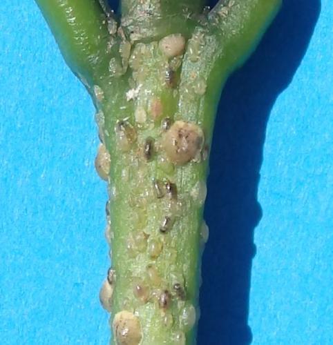 Coccus celatus